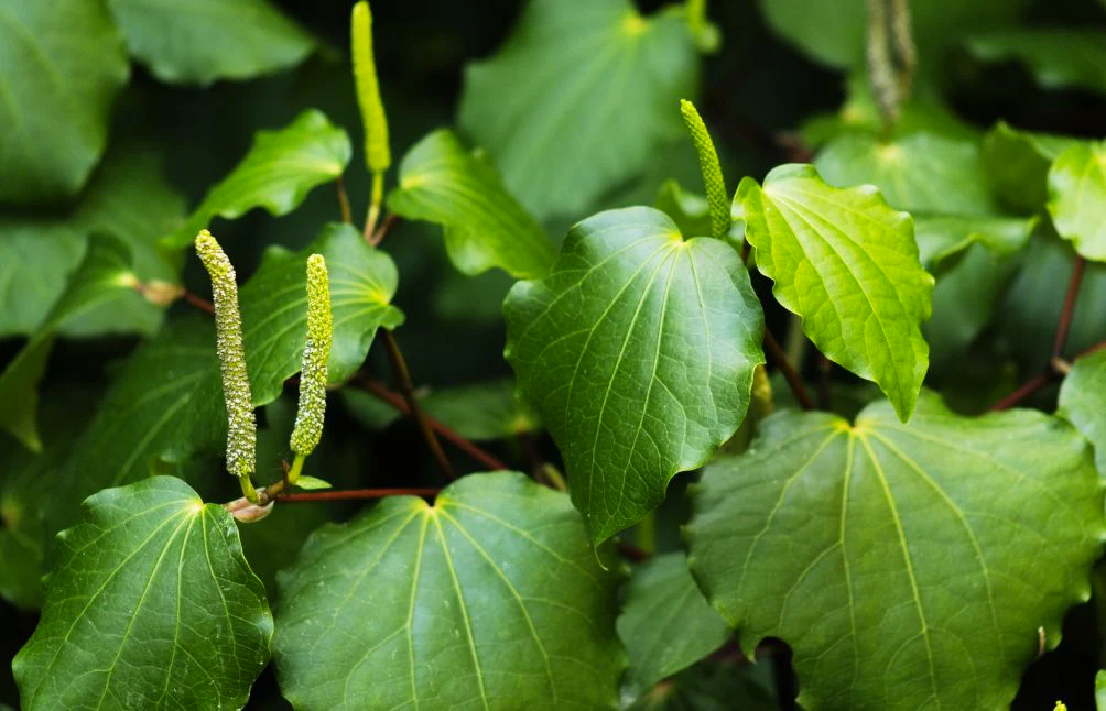 Kawakawa Tree