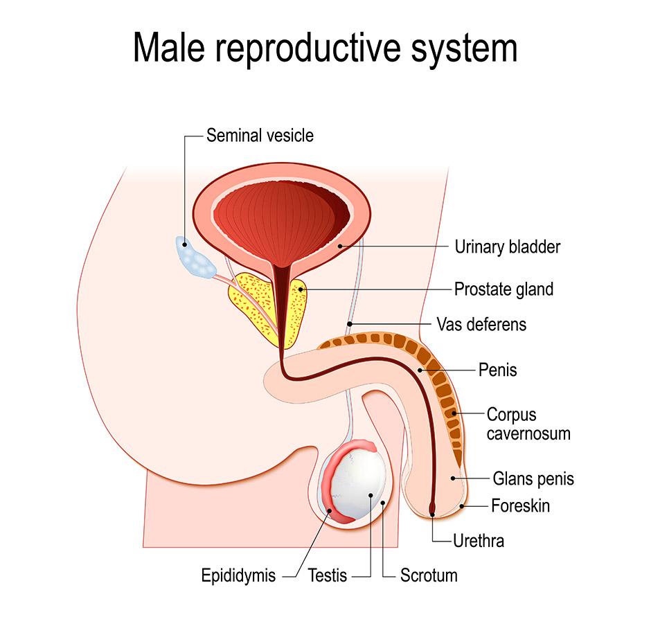 Prostate Gland
